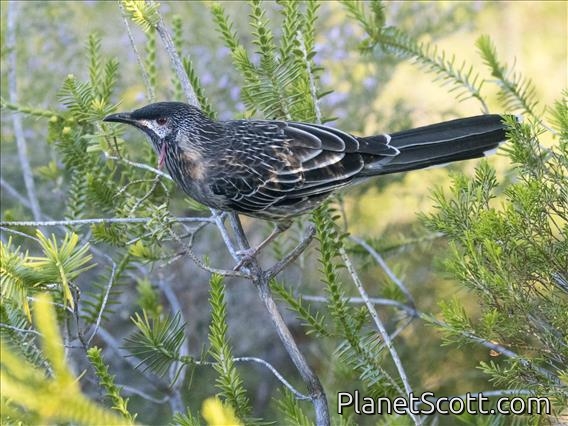 Red Wattlebird (Anthochaera carunculata)