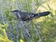 Red Wattlebird (Anthochaera carunculata)