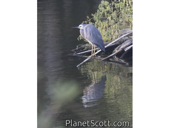 White-faced Heron (Egretta novaehollandiae)