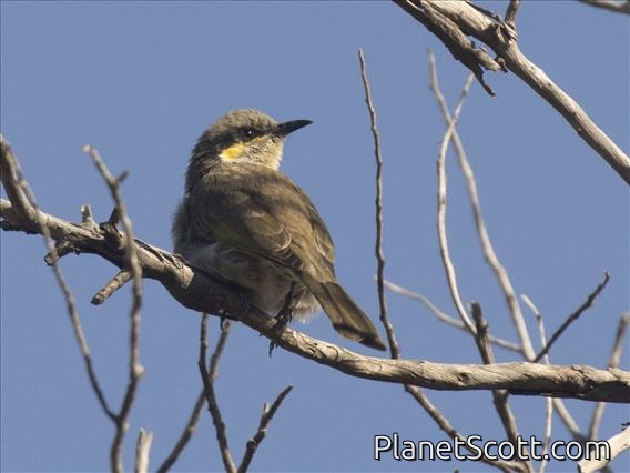 Singing Honeyeater (Gavicalis virescens)