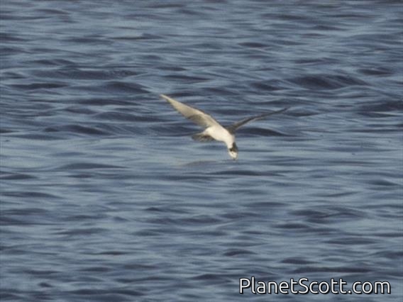 White-winged Tern (Chlidonias leucopterus)
