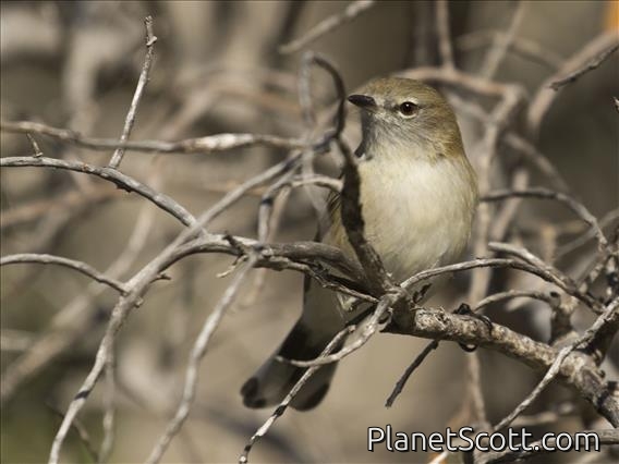 Western Gerygone (Gerygone fusca)