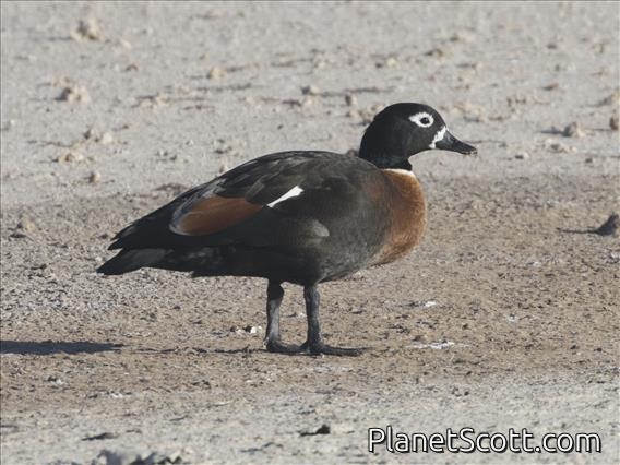 Australian Shelduck (Tadorna tadornoides) - Female