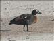 Australian Shelduck (Tadorna tadornoides) - Female