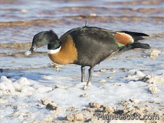 Australian Shelduck (Tadorna tadornoides) - Male