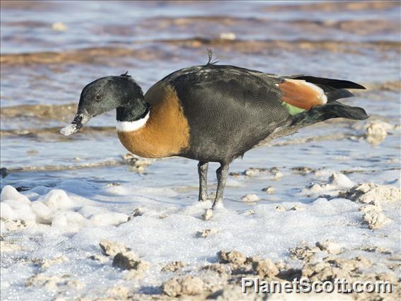 Australian Shelduck (Tadorna tadornoides)