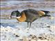 Australian Shelduck (Tadorna tadornoides) - Male