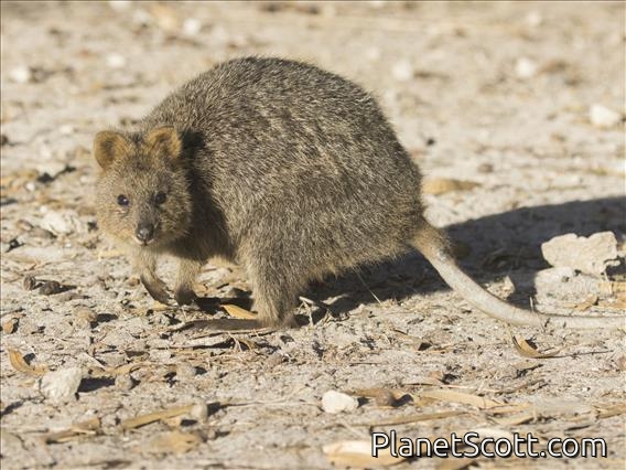 Quokka (Setonix brachyurus)