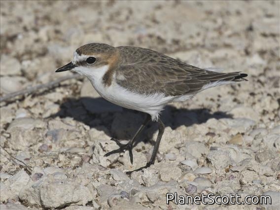 Red-capped Plover (Charadrius ruficapillus)