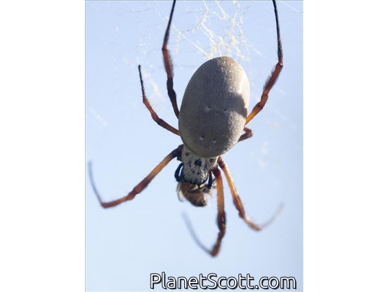 Australian Golden Orbweaver (Trichonephila edulis)