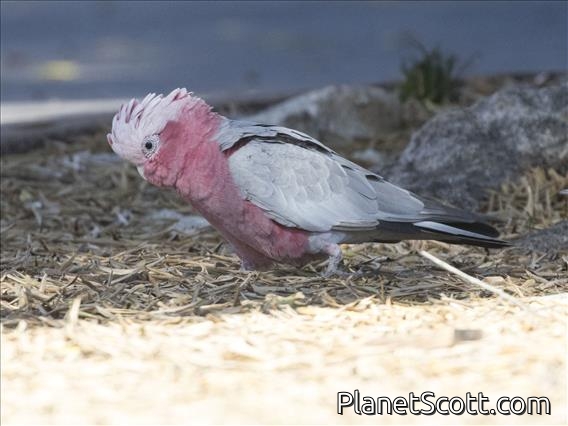 Galah (Eolophus roseicapilla)