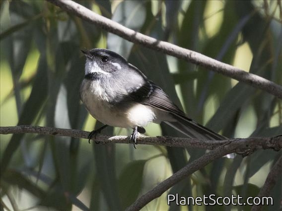 Gray Fantail (Rhipidura albiscapa)