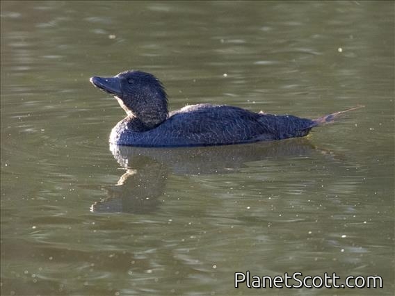 Musk Duck (Biziura lobata)