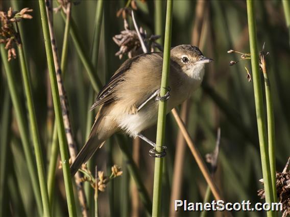 Australian Reed Warbler (Acrocephalus australis)