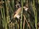 Australian Reed Warbler (Acrocephalus australis)