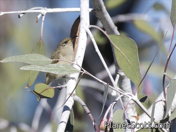 Brown Honeyeater (Lichmera indistincta)