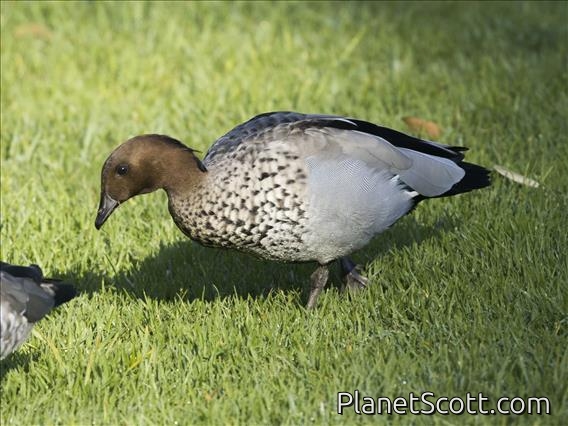 Maned Duck (Chenonetta jubata) - Male