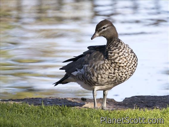 Maned Duck (Chenonetta jubata) - Female