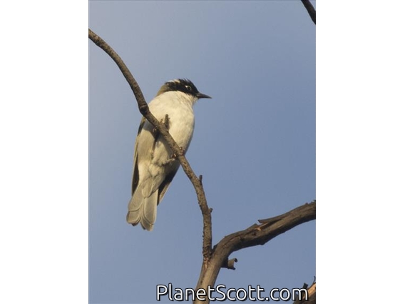 Gilbert's Honeyeater (Melithreptus chloropsis)
