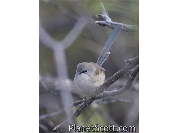 Blue-breasted Fairywren (Malurus pulcherrimus) - Male