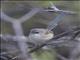 Blue-breasted Fairywren (Malurus pulcherrimus) - Male