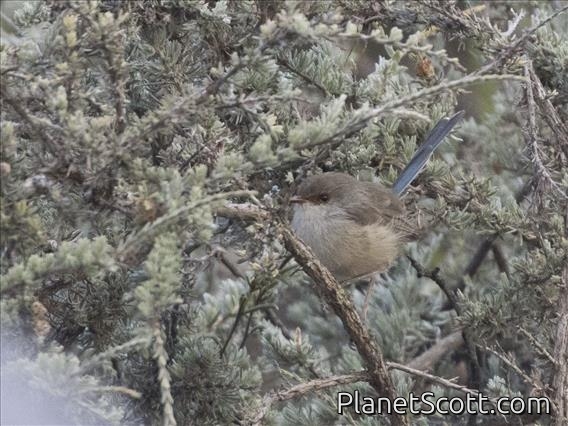 Blue-breasted Fairywren (Malurus pulcherrimus) - Female