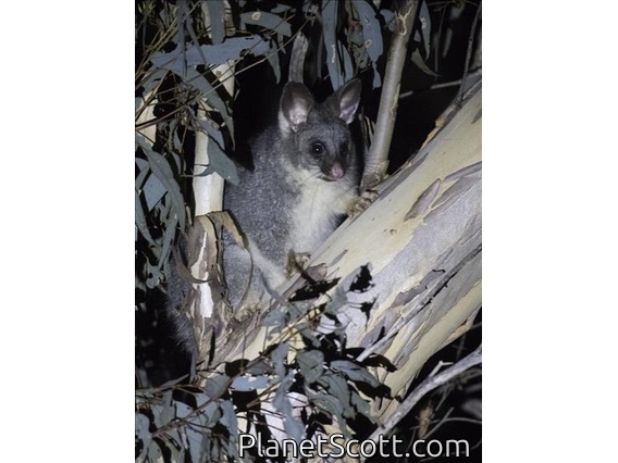 Common Brushtail Possum (Trichosurus vulpecula)