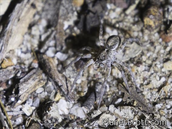 Australian Wolf Spider (Lycosidae ssp-aus)