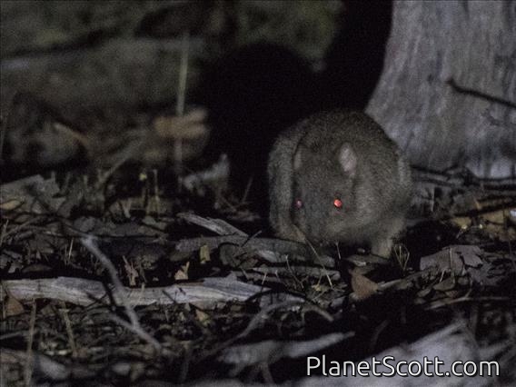 Woylie (Bettongia penicillata)