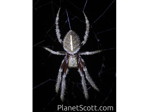 Australasian Garden Orb Weaver (Hortophora sp)