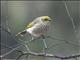Yellow-plumed Honeyeater (Ptilotula ornata)