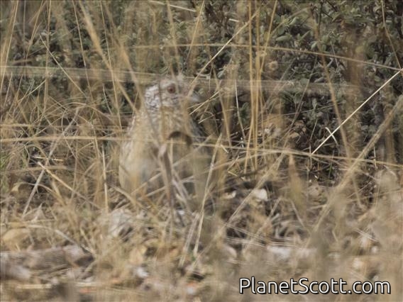 Painted Buttonquail (Turnix varius)