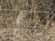 Painted Buttonquail (Turnix varius)