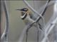Western Spinebill (Acanthorhynchus superciliosus)