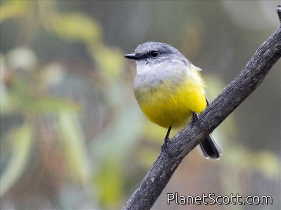 Western Yellow Robin (Eopsaltria griseogularis)