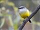Western Yellow Robin (Eopsaltria griseogularis)