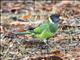 Australian Ringneck (Barnardius zonarius)