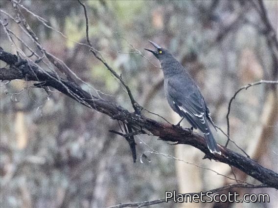 Gray Currawong (Strepera versicolor)