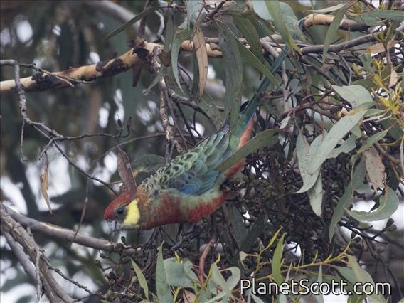 Western Rosella (Platycercus icterotis)