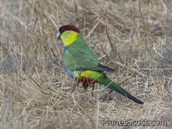 Red-capped Parrot (Purpureicephalus spurius) - Male