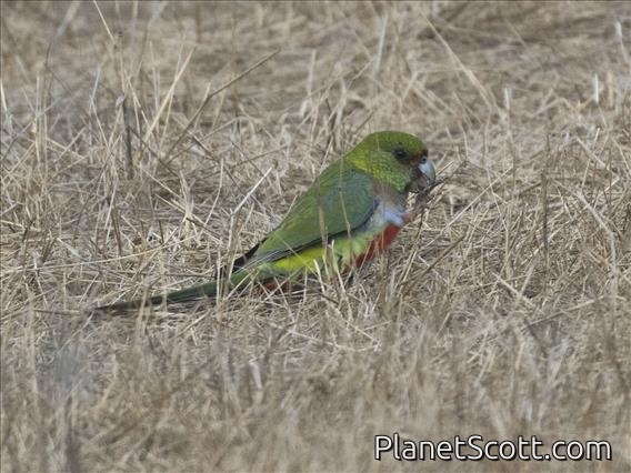 Red-capped Parrot (Purpureicephalus spurius) - Female