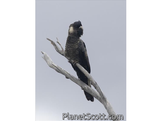 Baudin's Black-Cockatoo (Zanda baudinii)