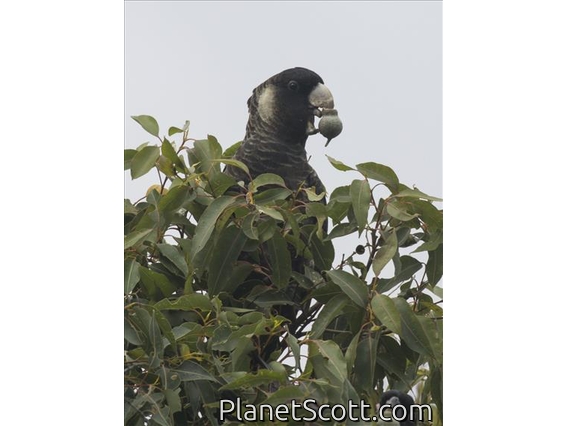 Baudin's Black-Cockatoo (Zanda baudinii)