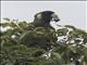 Baudins Black-Cockatoo (Zanda baudinii)