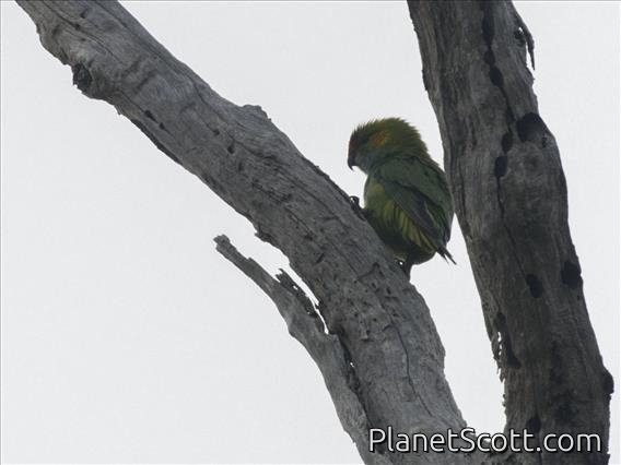 Purple-crowned Lorikeet (Parvipsitta porphyrocephala)