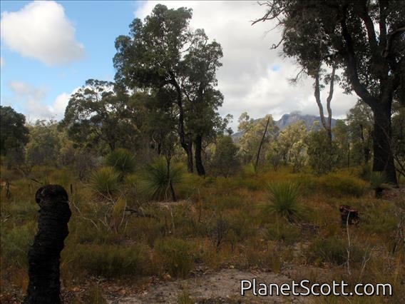 Sterling Range Vegetation