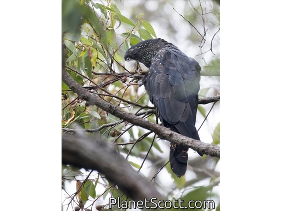 Red-tailed Black-Cockatoo (Calyptorhynchus banksii)