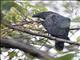 Red-tailed Black-Cockatoo (Calyptorhynchus banksii)