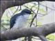 White-breasted Robin (Eopsaltria georgiana)