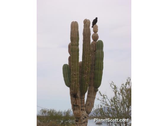 Cardon cactus and turkey vulture
